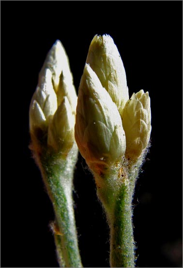 sm 069 close up of Cudweed.jpg - Close up of Cudweed (Gnaphalium canescens ssp. beneolens).